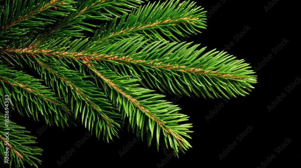 Fototapeta premium Close-up of lush green pine branches against a black background, showcasing the intricate texture and vibrant color of the foliage.