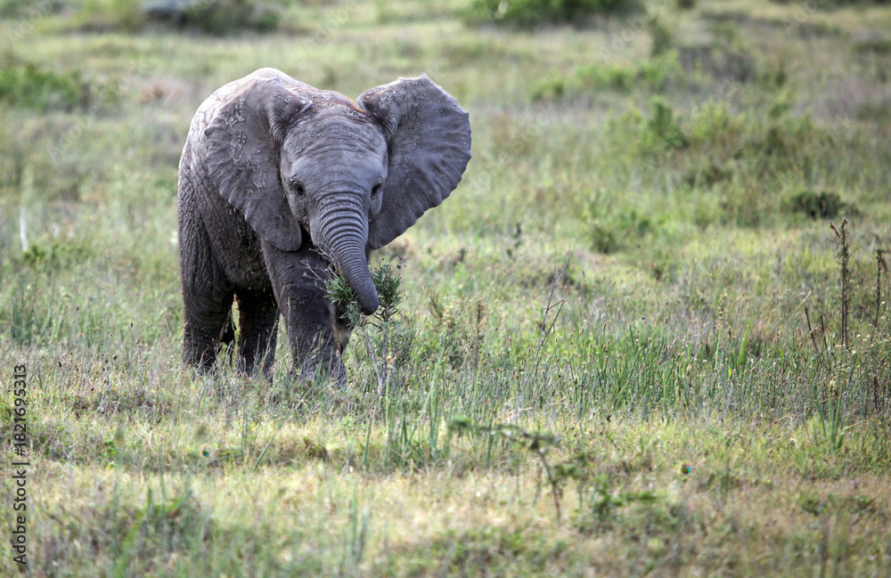 Naklejka premium Closeup of a Baby Elephant with a small bush, Eastern Cape, South Africa