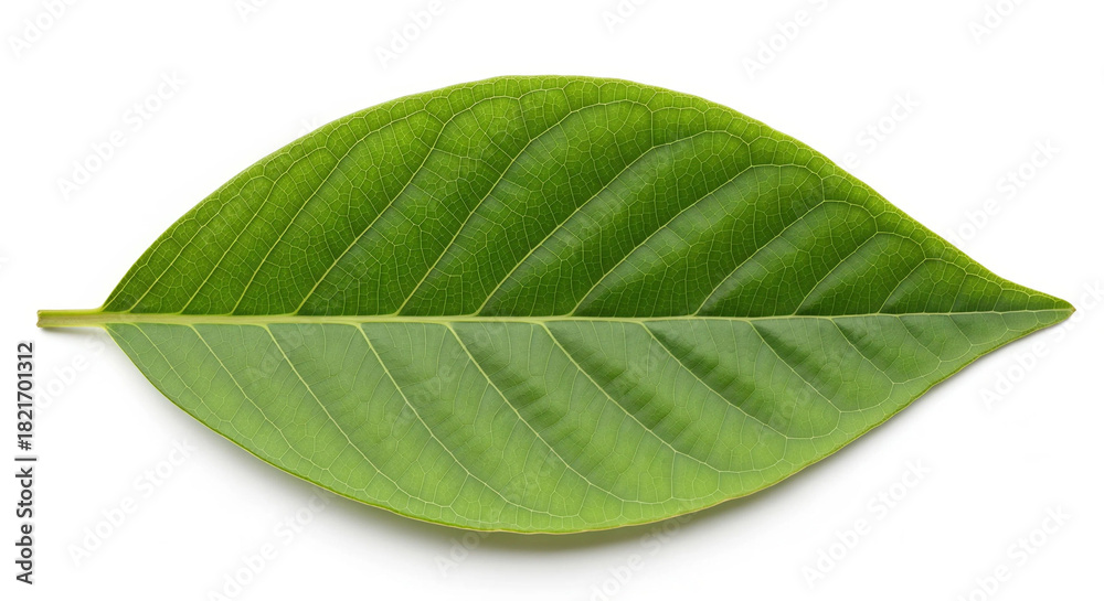 Obraz premium Close up of a vibrant green leaf showcasing intricate vein patterns against a clean