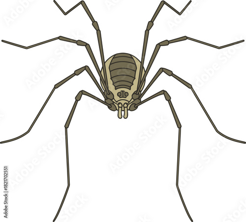 Detailed arachnid illustration featuring a daddy longlegs poised against a stark background
