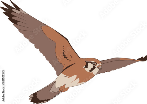 Majestic peregrine falcon soars against a stark backdrop in graceful flight with extended wings