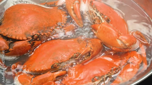 Close-up of boiling premium Vietnamese Mud Crabs (Ca Mau). Best quality red crabs cooking in water bowl. Concept of delicious Asian cuisine.