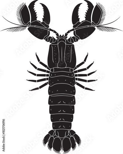 Detailed black and white illustration of a mantis shrimp showcasing its distinctive features and unique characteristics