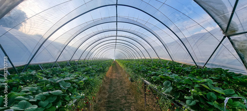 Symmetric polytunnel with elevated strawberry rows and drip lines