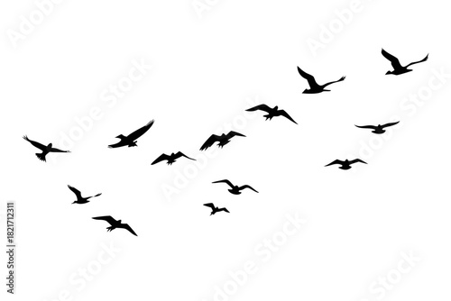 Flock of Flying Birds Silhouettes nature