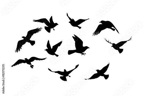 Flock of Black Birds Flying Silhouette on White vector