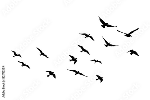 Flock of birds in flight on white background flying 1