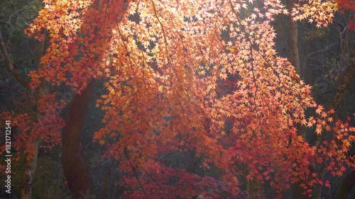 逆光に透ける紅葉したもみじの葉群
