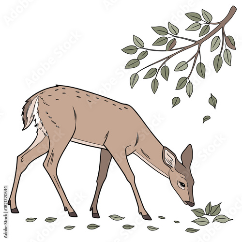 A graceful young deer with brown fur and white tail grazes on fallen leaves near a tree branch with green foliage