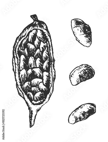 Set of cocoa beans, natural chocolate ingredients. Hand-drawn elements ideal for packaging design, chocolate branding, confectionery labels, organic food marketing, and culinary graphics.