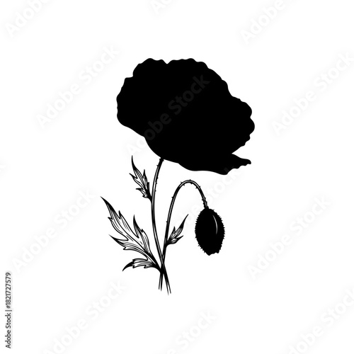 Black silhouette of a poppy flower and bud