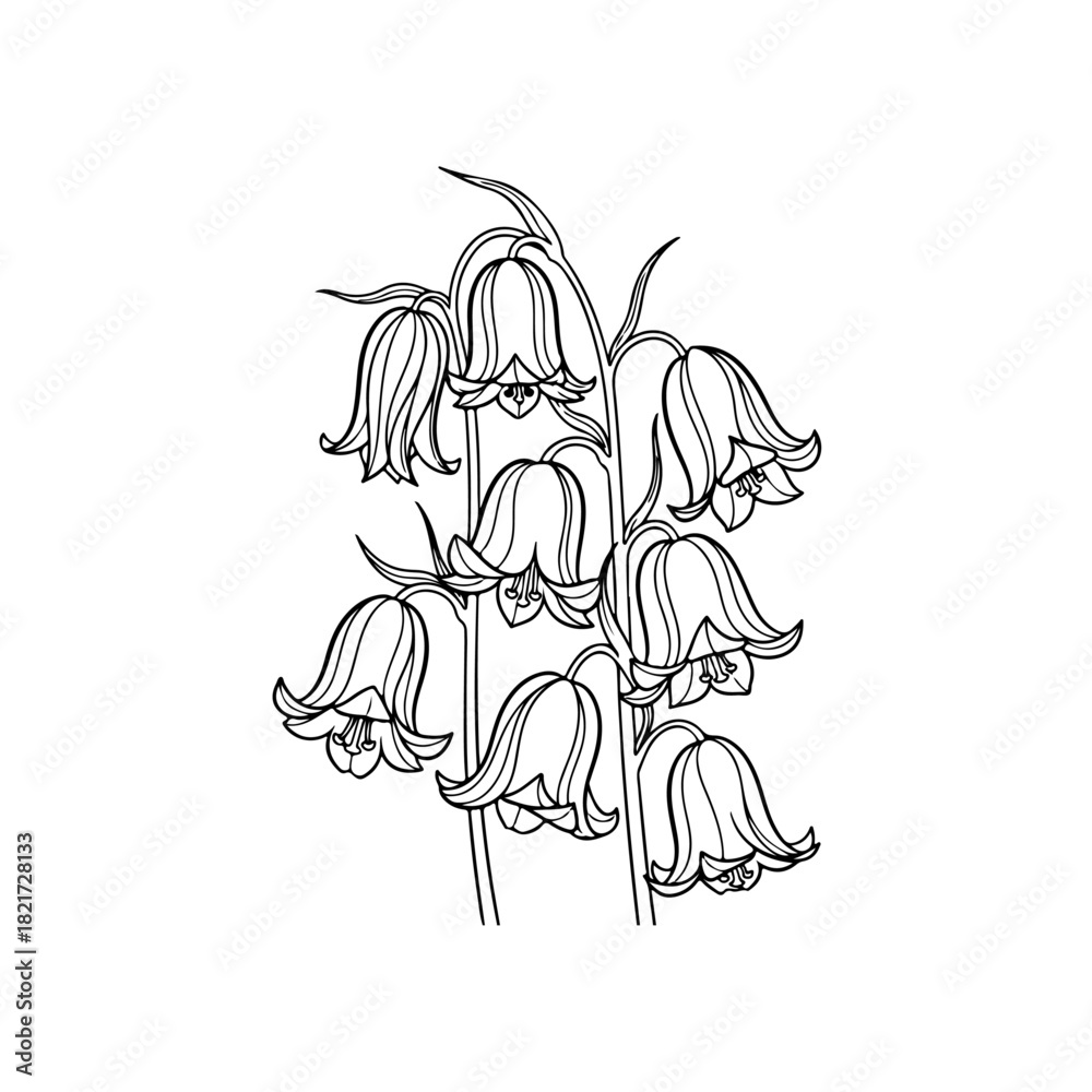 Obraz premium Bellflowers
