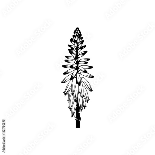 Aloe vera flower silhouette