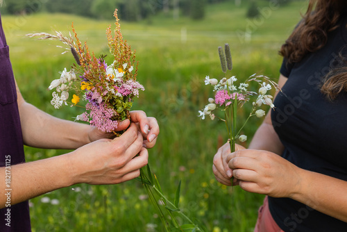 Fototapeta Naklejka Na Ścianę i Meble -  Detail of hands holding small bouquets of freshly picked wildflowers and alpine herbs. Nature walk in summer among green meadows and mountain biodiversity.