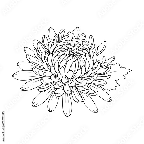 Chrysanthemum outline