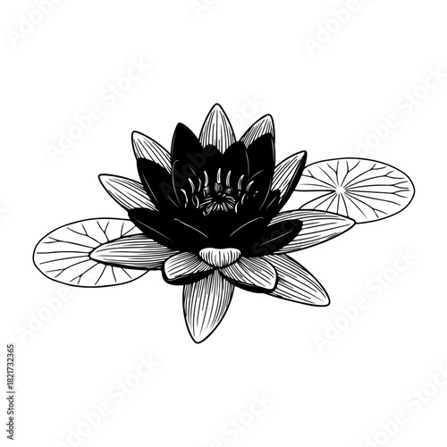 Black and white water lily with lily pads