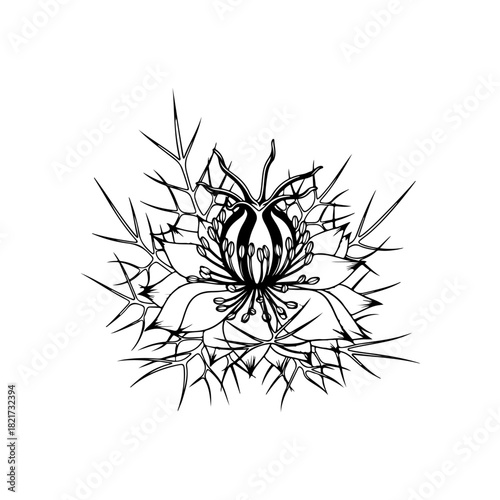 Nigella sativa flower outline