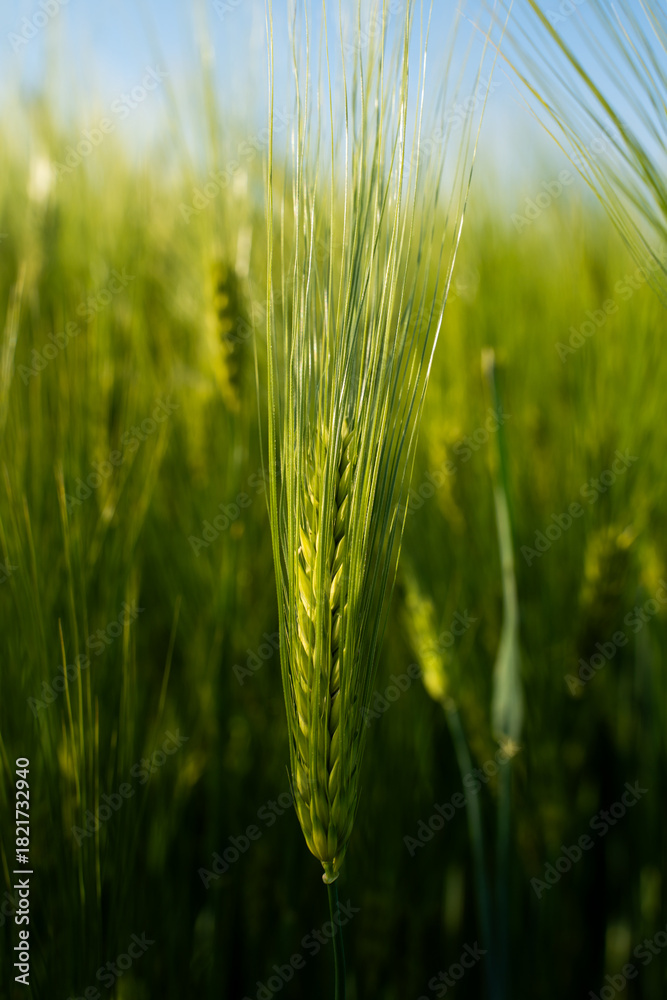 Naklejka premium Barley spike close up with green field and blue sky background
