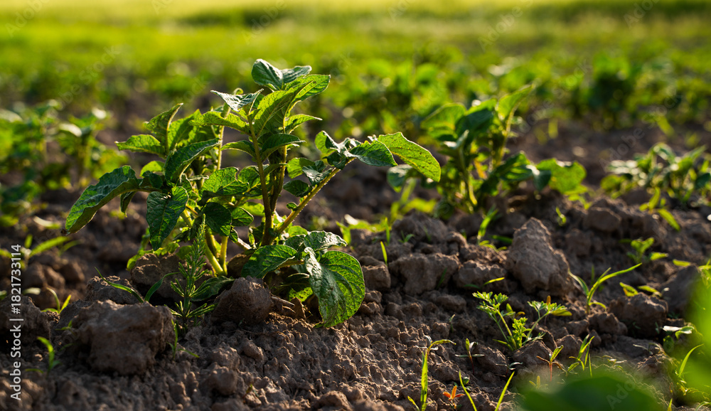 Fototapeta premium Closeup of potato plants growing in agricultural field at sunset