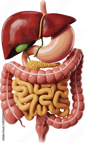 Detailed anatomical illustration of the human digestive system organs including the stomach, liver, pancreas, large and small intestines, for education,
