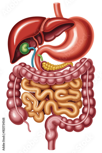 Human digestive system anatomical diagram showing liver, stomach, intestines, pancreas, and gallbladder for medical and educational health concepts,