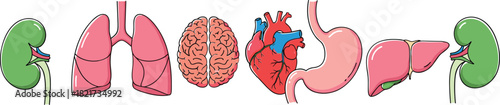 Human Internal Organs Set for Medical Education and Health Care: Anatomy of Kidney, Lungs, Brain, Heart, Stomach, and Liver Icons for Biology.