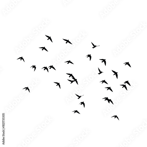 A flock of silhouetted birds soaring against a white background