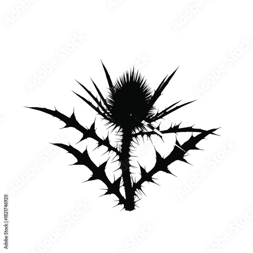 Silhouette of a spiky thistle flower with sharp thorns on a white background