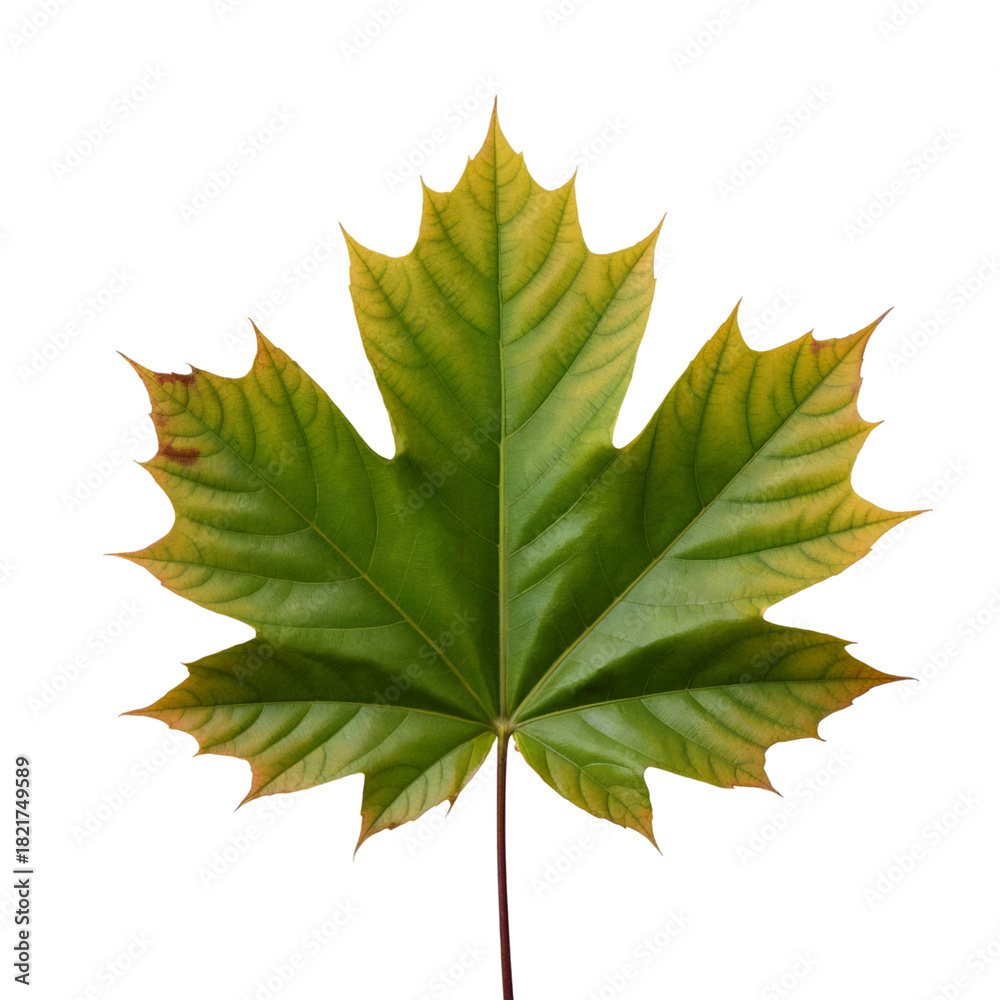 Fototapeta premium Single vibrant maple leaf showing early autumn colors isolated on transparent background
