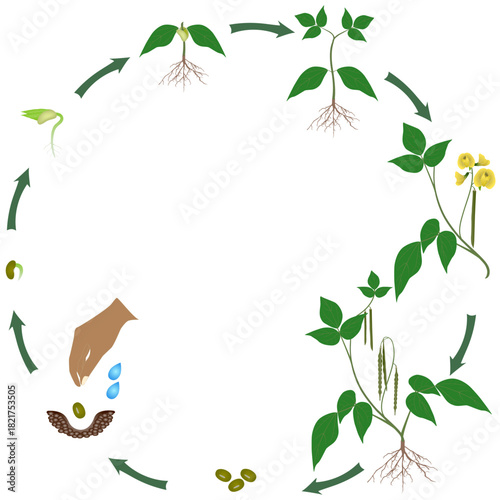 Life cycle of mung bean plant on a white background..eps
