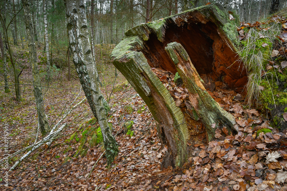 Fototapeta premium pusty pień starego drzewa