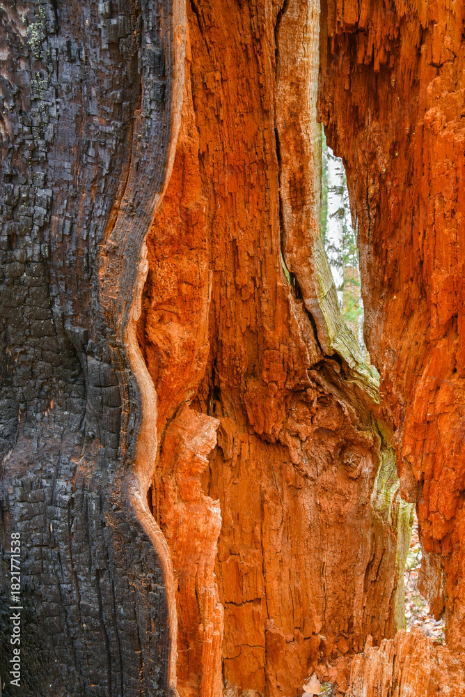 Obraz premium stare rozwalone drzewo 4