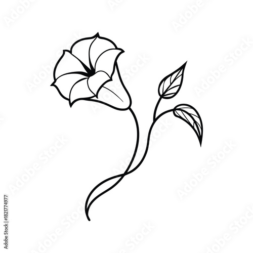 Elegant morning glory flower line art illustration made for botanical decorative themes Vector illustration