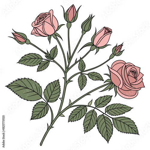 Delicate illustration of a pink rose bush with multiple blooming flowers and unopened buds on a white background