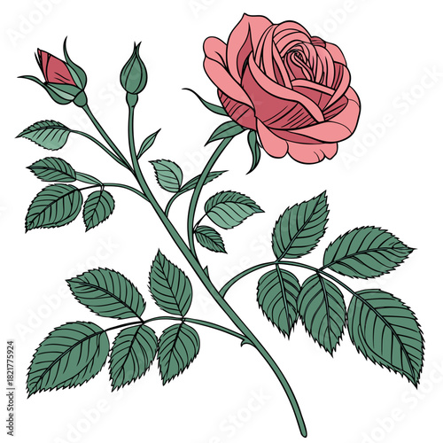 Delicate pink rose bloom with unopened buds and green leaves on a white background botanical illustration