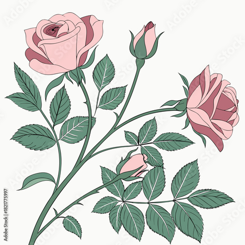Delicate pink roses and buds with green leaves and thorny stems on a white background elegant floral illustration