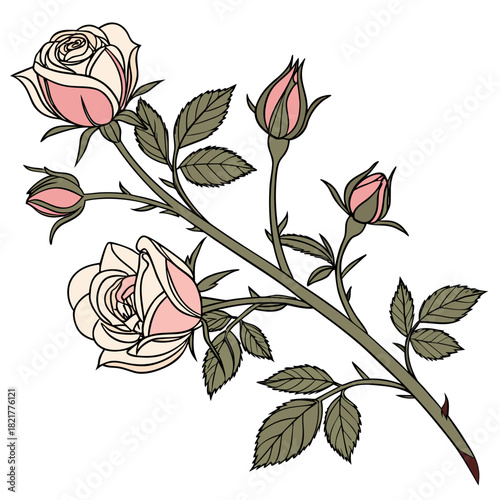 Delicate illustration of a rose branch with blooming flowers and unopened buds against a white background