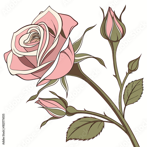Beautiful illustration of a blooming pink rose with unopened buds and green leaves on a white background