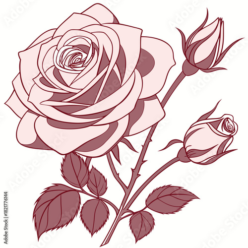 Elegant single open rose bloom with two buds and leaves in a delicate pink and maroon outline style