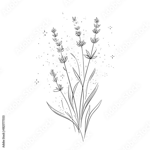 Minimalist black and white line art drawing of lavender plant