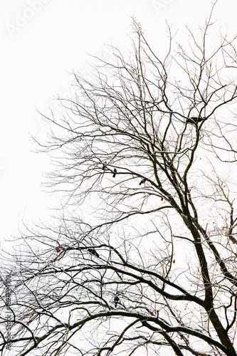 Bare Winter Tree with Crows Perched on Branches