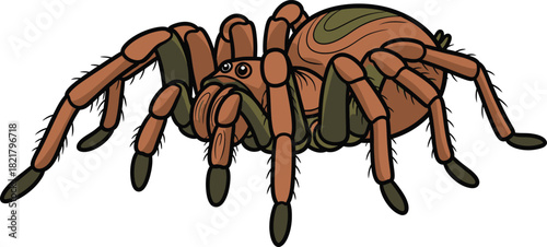 Tarantula spider vector illustration realistic brown and green arachnid graphic