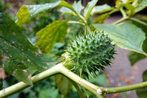 Stechapfel - thorn apple - Datura stramonium