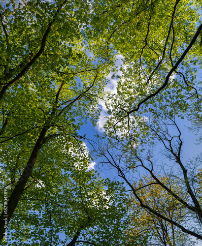Spring tree crowns in the park in Młochów, Masovia, Poland