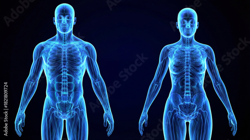 Male and female anatomy human body illustration skeletal system for medical and educational purposes