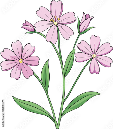 vector illustration of the Gibraltar Campion (Silene tomentosa)