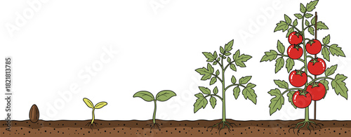Tomato plant growth stages illustration showing seed, sprout, seedling, young plant, and mature tomato plant with ripe fruits in soil