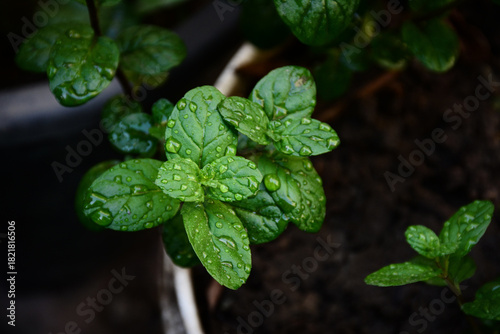 Planting mint after the rain