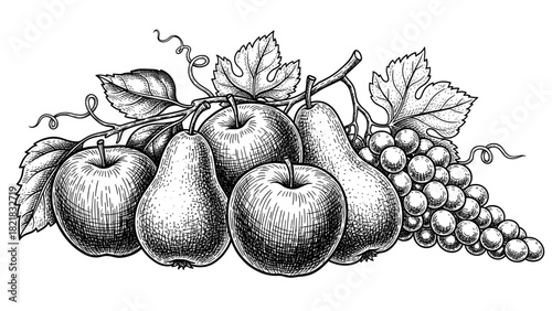 Black and white illustration of assorted fruits apples pears and grapes