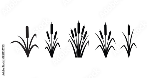 Set of bulrush silhouette vector illustration